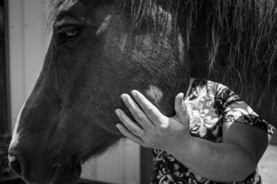 Equine Bodywork Hands on Horse's face 