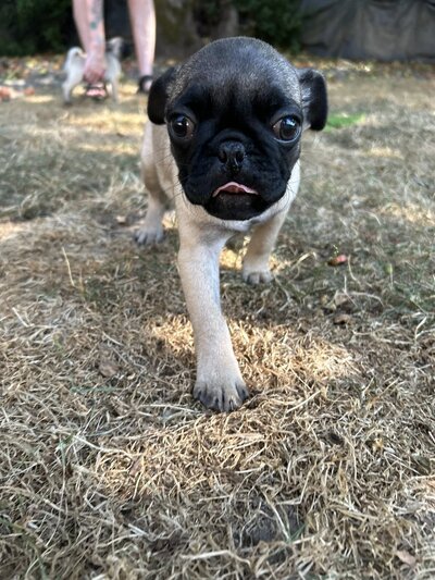 Pugsley