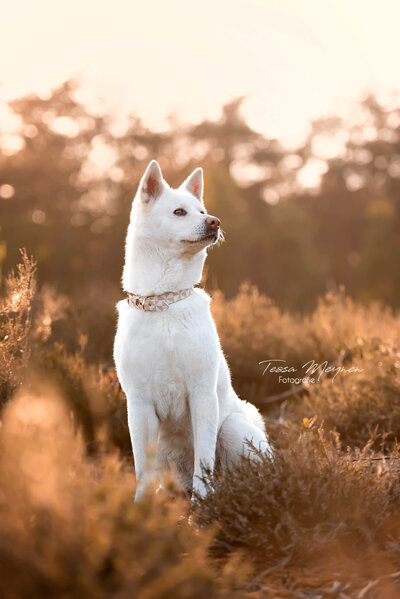 Hond in de heide met zonsondergang