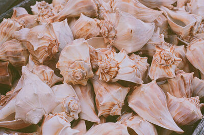 seashells