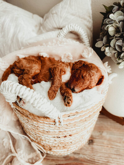 Le Fleur Poodle Puppies -171