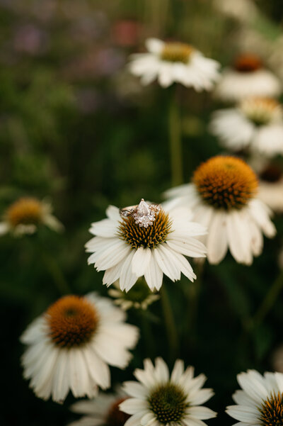 Engagement ring, Maryland  Engagement Photographer