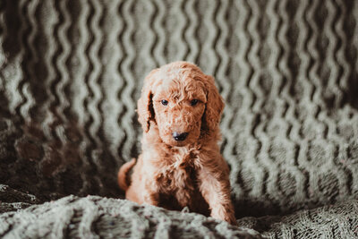 Light Blue Collar Female Sierra