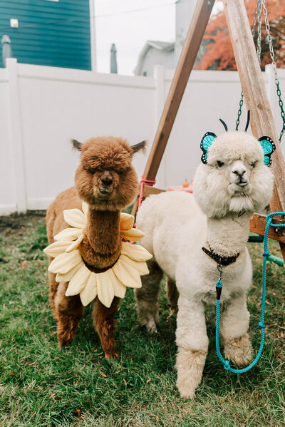 A brown llama with sunflower petalsstanding next to a white llama wearing butterfly ears