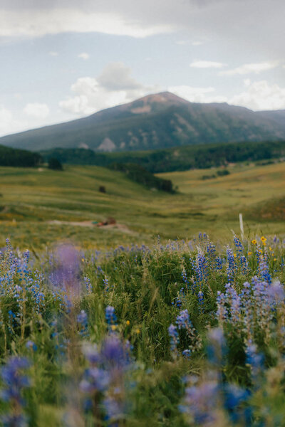 photo of field with wild flowers with mountains in the distance taken by Elopement photographer Jackson Hole