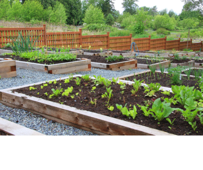 Community garden with raised beds in a public space in Yarmouth, NS

