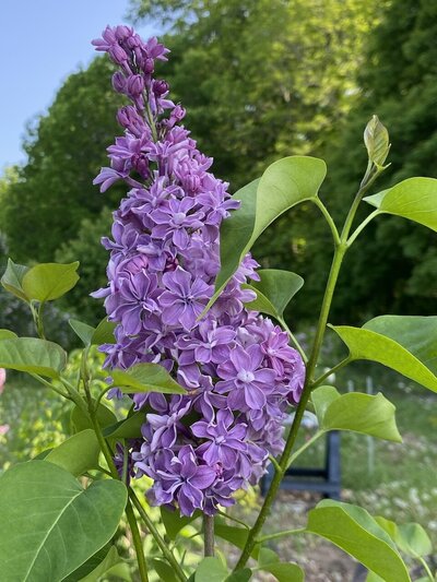 Richard A Fenicchia syringa vulgaris purple heirloom lilac at North Country Lilacs nursery in Canton, New York