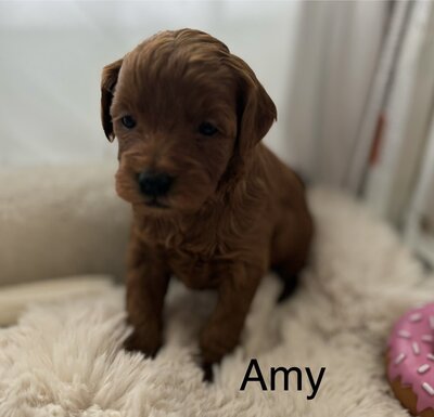 Amy petite Goldendoodle female adult size 12-15# max, wavy coat