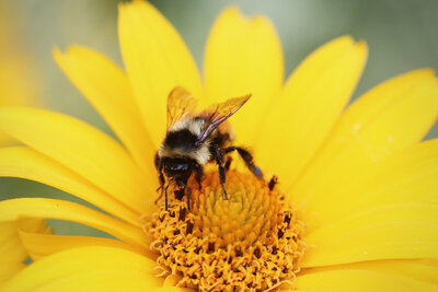 A bee collects pollen on a sunny yellow flower, with its wings and furry body detailed against the vibrant petals.