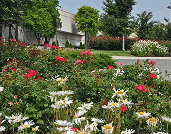 Landscape company project: East Hills Mall
