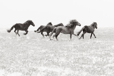 Sable-Island-Wild-Horses-Drew-Doggett-Dance-of-Sable