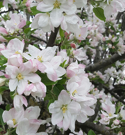 Jen Burghart Reiki 0070427_212742