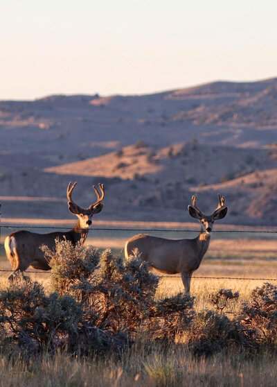 Wyoming scenery of deer