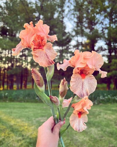Spiced Peach Bearded Iris May