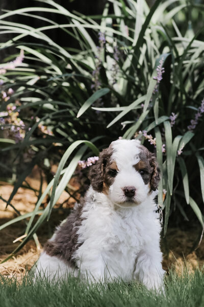 merle bernedoodles for sale near austin texas 