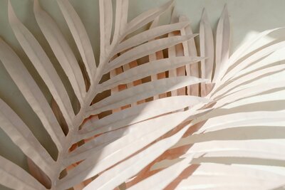 Beige dried palm tree fronds symbolizing a calming and natural aesthetic at Wellness and Hormone Health
