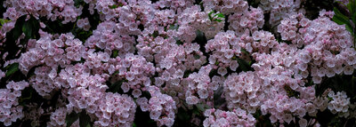 pink flowers up close