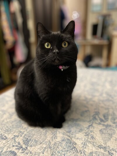 Spooky-cat-2