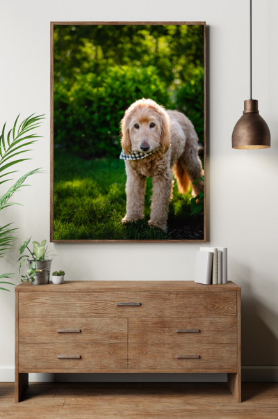 Framed artwork of a dog