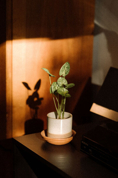 Home stories shoot - Plantje met schaduw van de zon. 