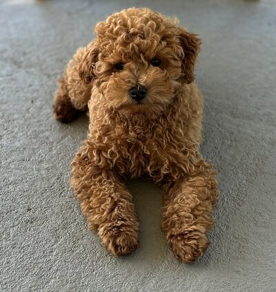 dark red toy poodle stud