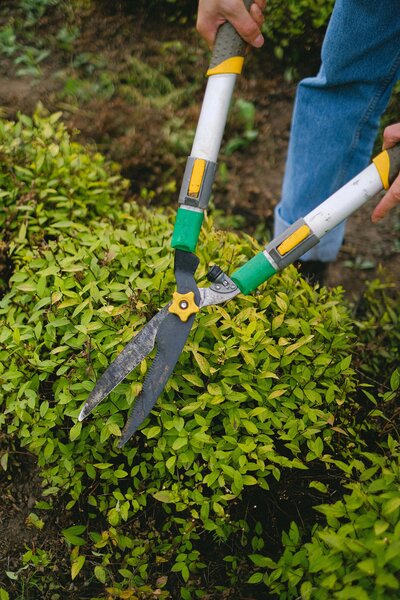 Man trimming shrub with shears