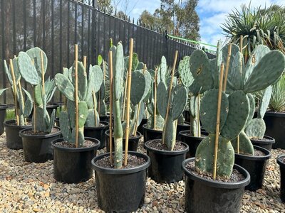 MICKEY MOUSE CACTUS 'SPINELESS' Opuntia Burbank