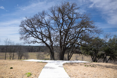 The Ceremony tree outside the HighPointe Estate wedding venue in Liberty Hill, Texas.