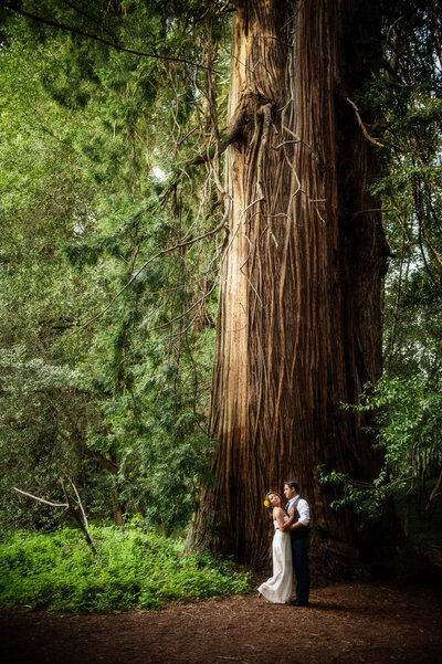 wedding-redwood-tree-forest-