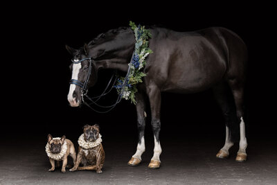 dressage horse wearing a wreath posing alongside two family dogs for a fine art Christmas photo