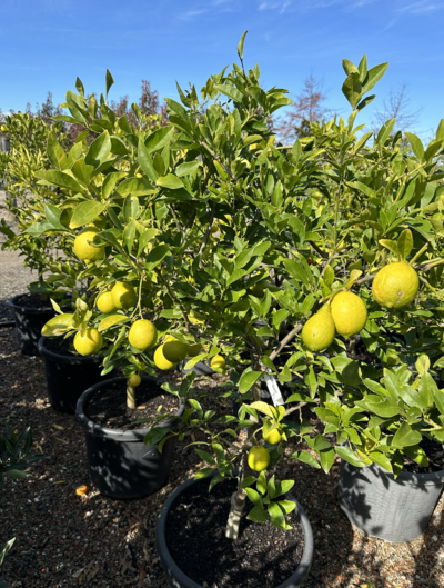 TAHITIAN LIME TREE Citrus Aurantifolia