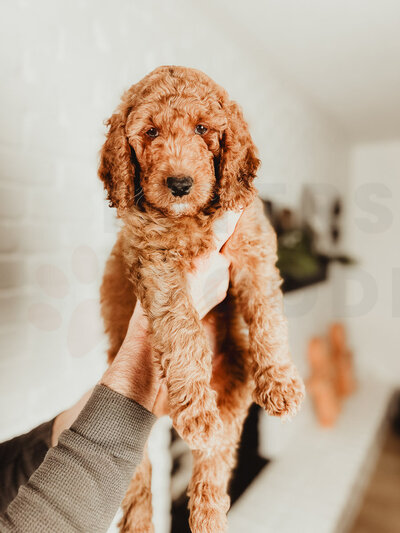 Red Apricot Moyen Poodle-8