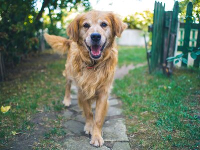 golden retriever walking down a flagstone path near grass