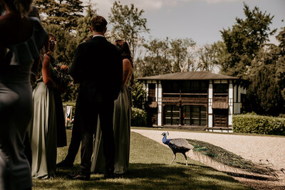 Peacock wandering the Larmer Tree Garden's Wedding venue