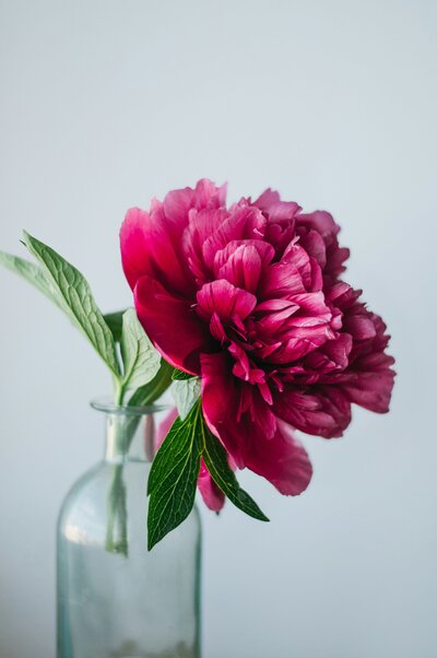 Image of a beautiful flower symbolizing growth and success. At Creative Dynamics, we believe in nurturing your business’s potential just as a flower blossoms with care. Our services in virtual assistance, business coaching, and holistic support are designed to help your business flourish. Image credit: Unsplash.