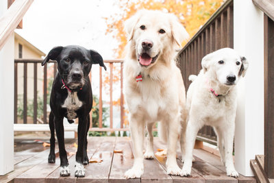 Three dogs standing on a porch