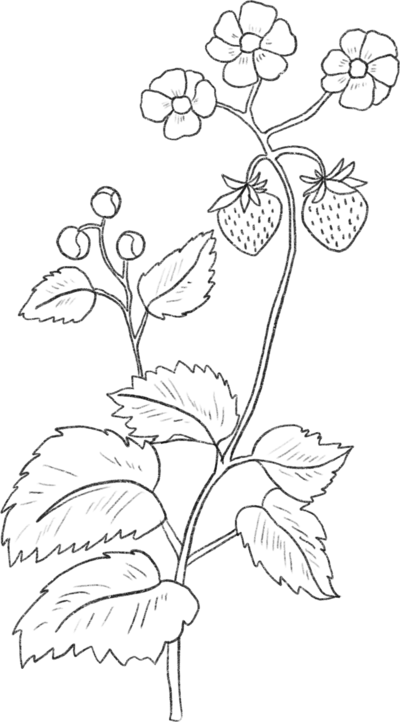 Intricate black and white line drawing of a strawberry plant with clustered flowers, ripening berries, and serrated leaves.