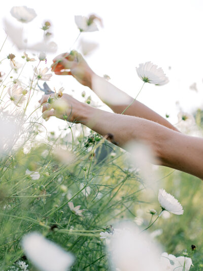 hands clipping blooming white flowers