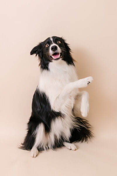 border collie stands on hind legs with  front paws up for photos