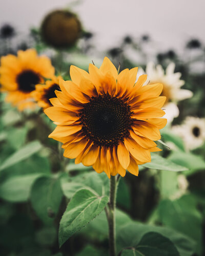 sunflower-classic-yellow-orange-dark-center-petal-back-farm