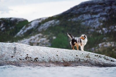 Bilde av hund på Brennviksanden