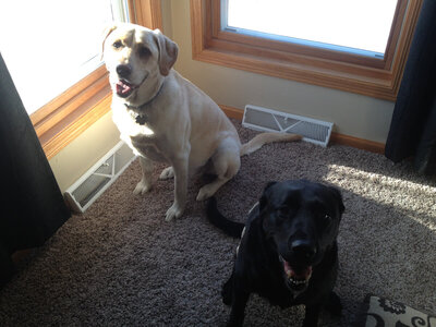 Jen's 2 dogs, a black and yellow lab