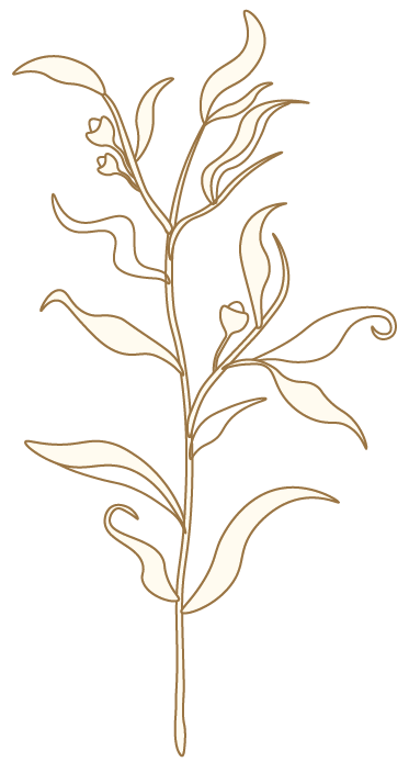 saltwater leaf brown-14