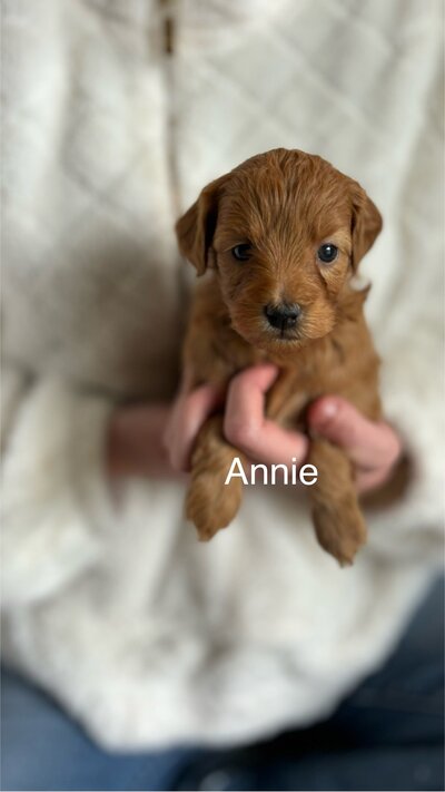 Annie petite Goldendoodle female adult size 12-15 # max, wavy coat