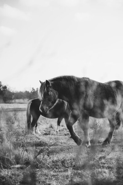 black and white welsh pony walking 
