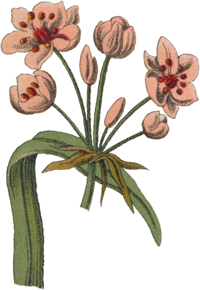 Pink flowers Grass Rush graphic