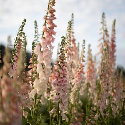 Foxglove is a key element for our garden like Carmel wedding flowers