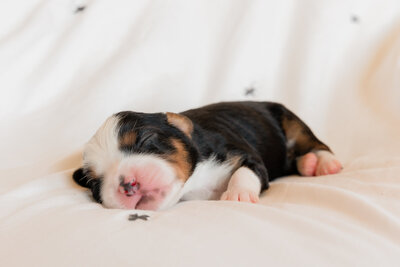 Puppies1-02