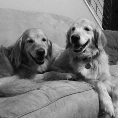 Two golden retrievers sitting on the couch smiling at the camera.