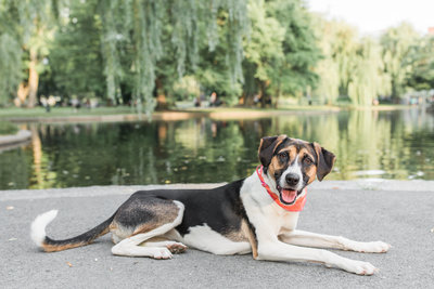 Beagle Mix Dog laying in the Boston Public Garden